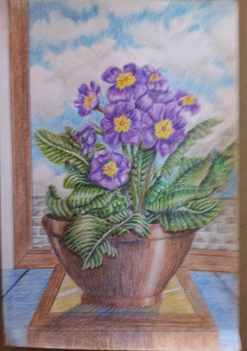 Chris B. Primulas, coloured pencils.